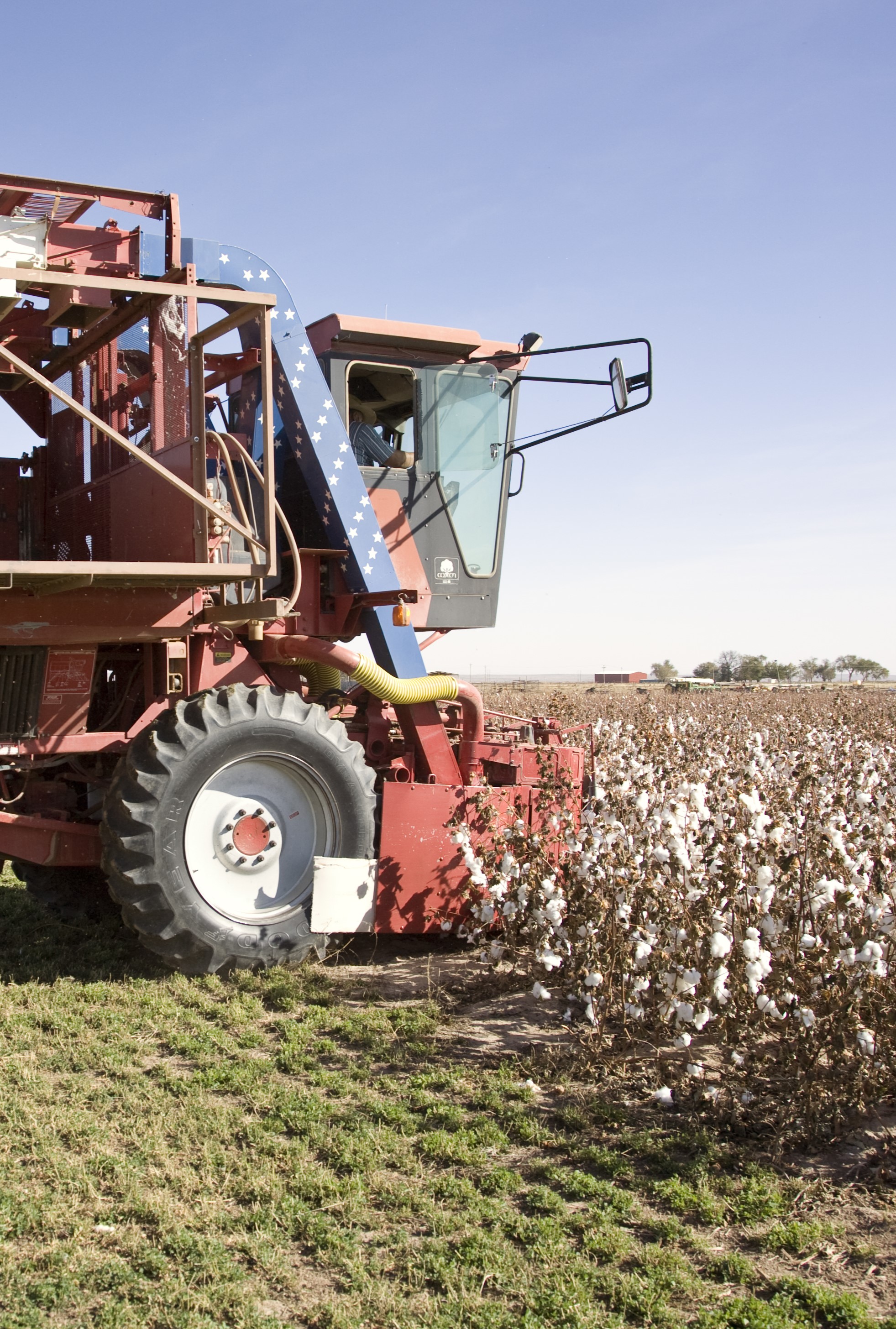 tractor in a field of cotton