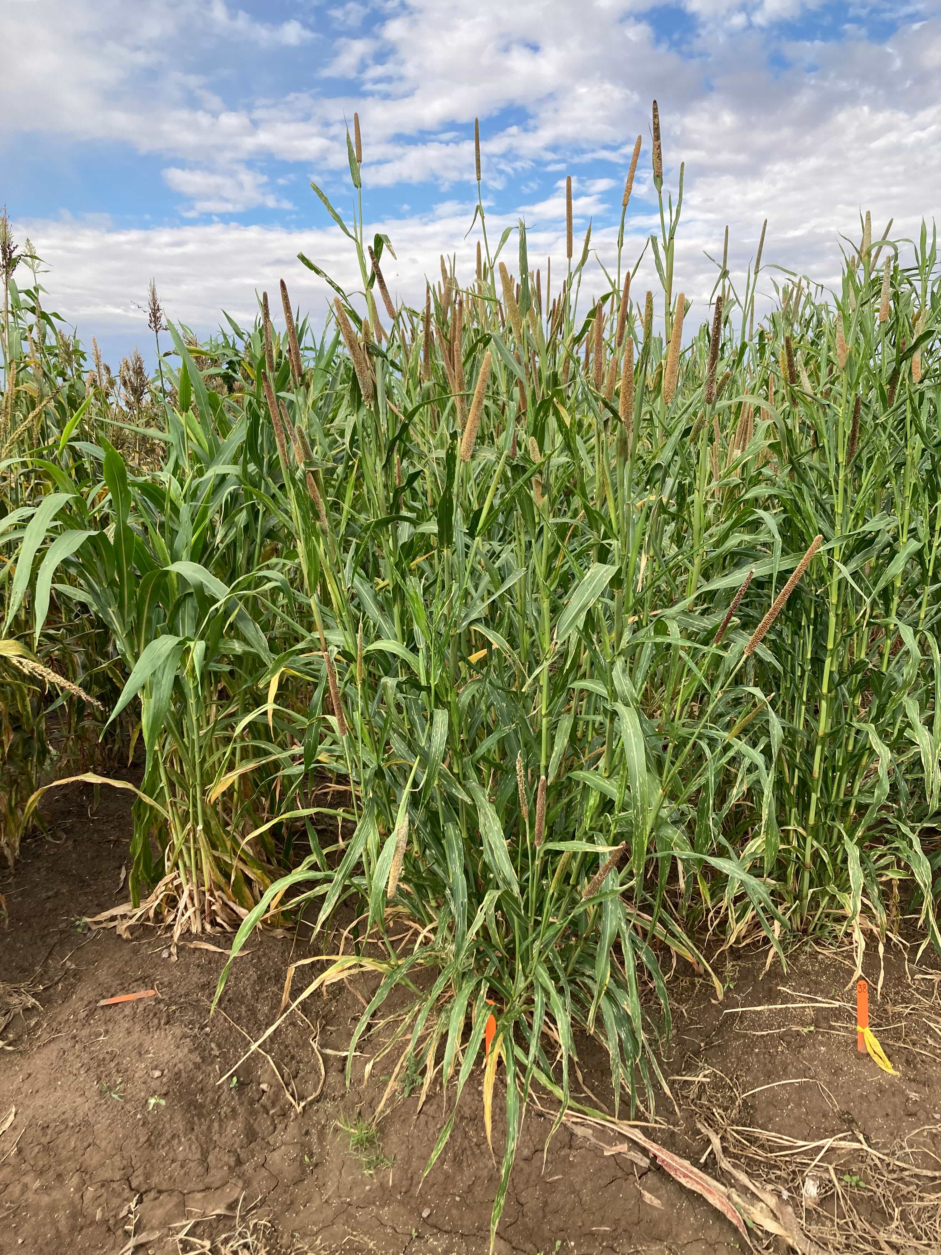 Millet varieties grown in the garden