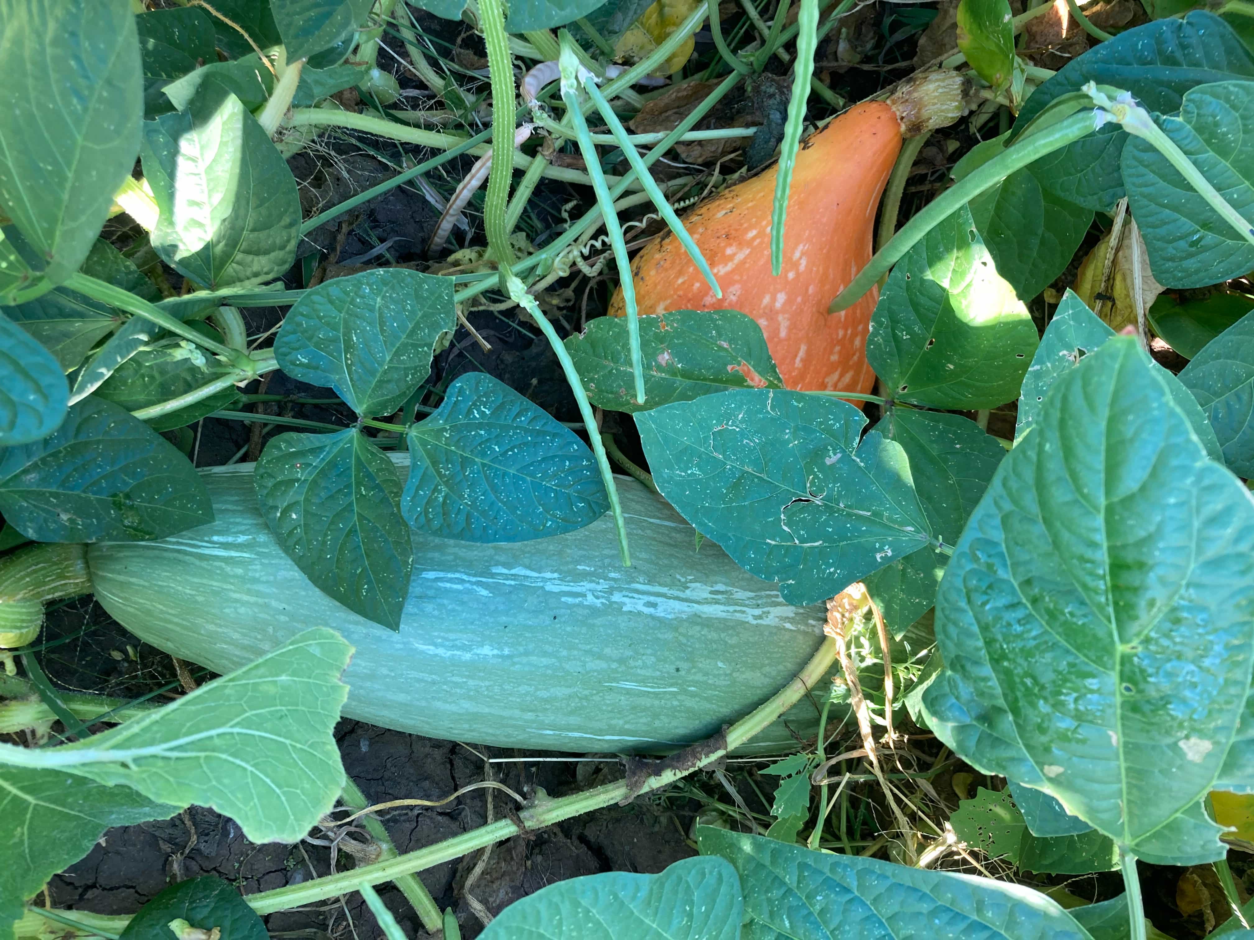 Fall squash varieties growing under cowpea cover crop