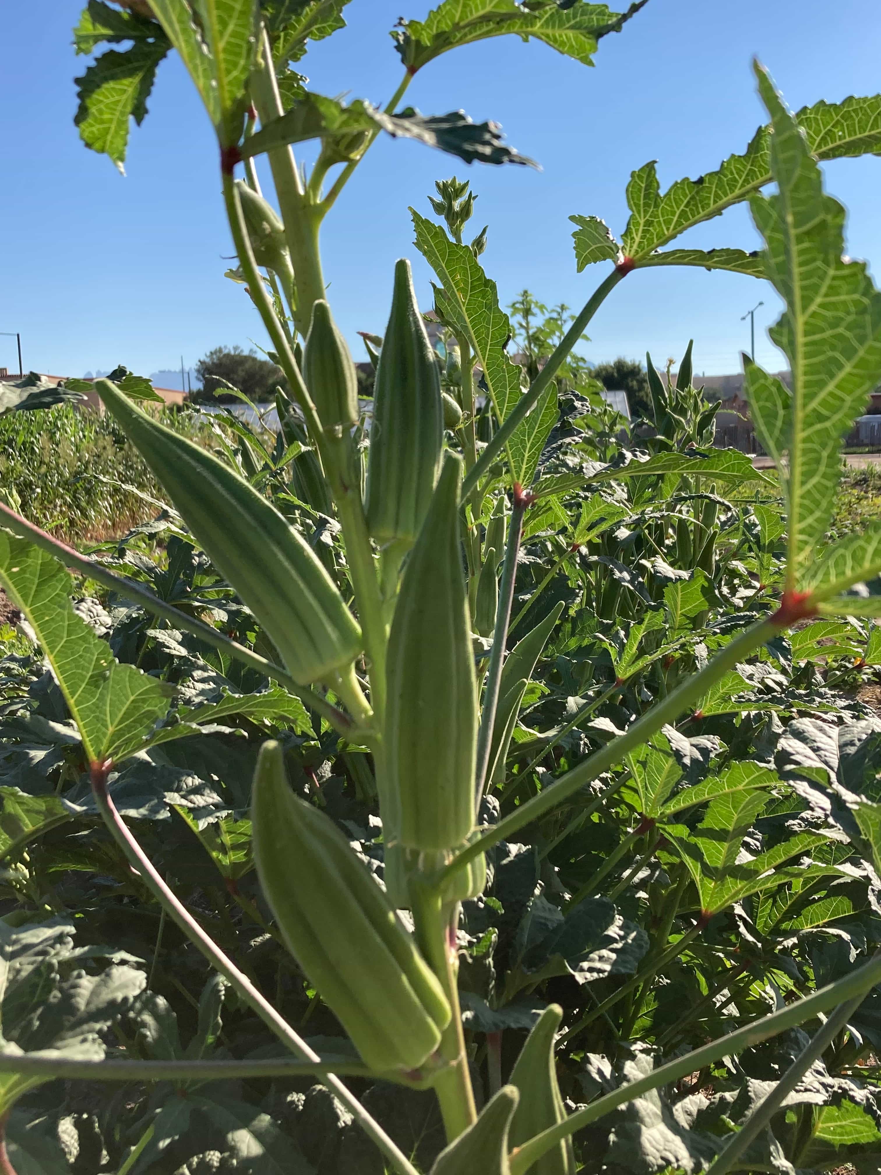 Fresh okra harvested from the Student Gardens