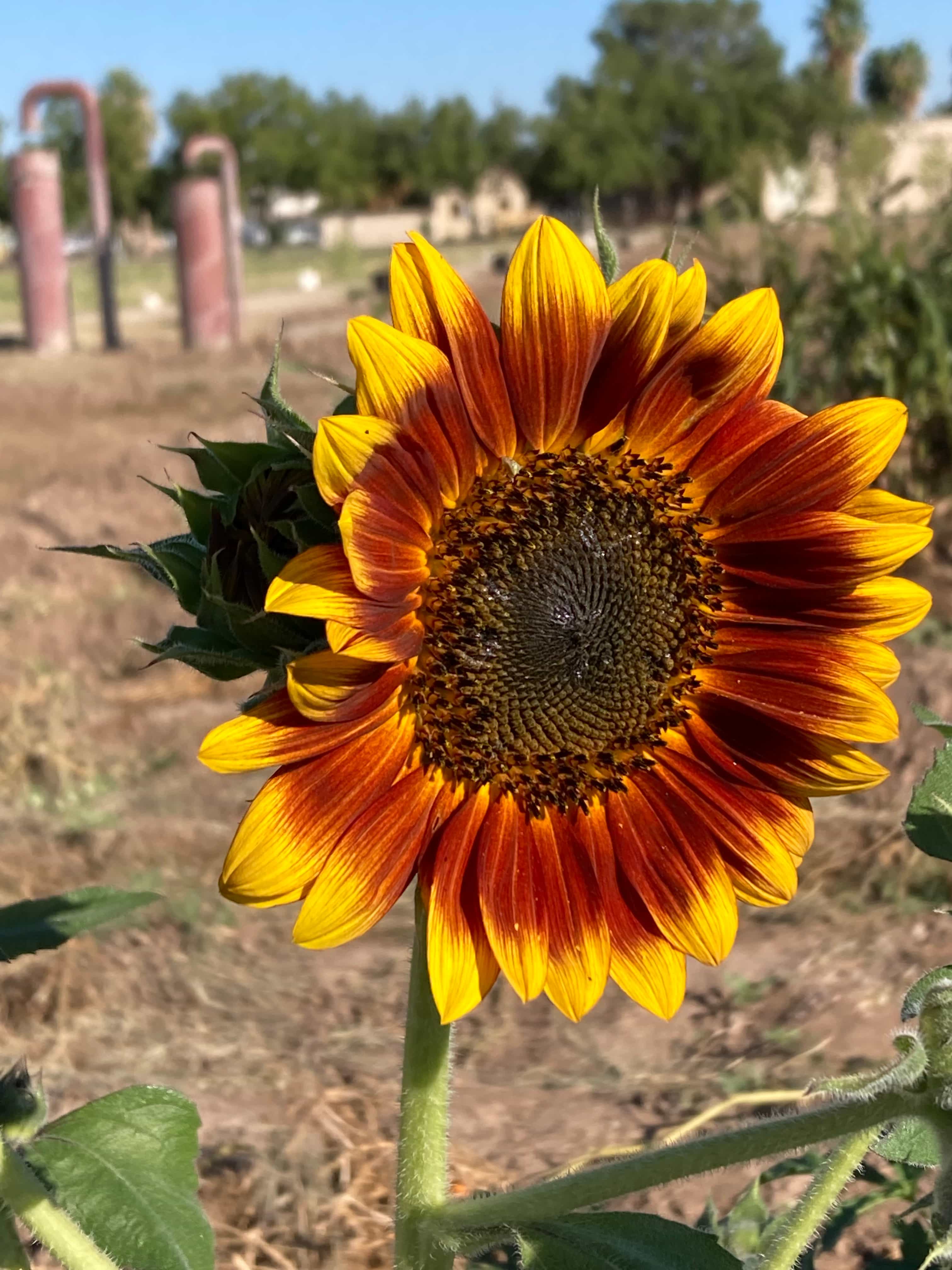 Sunflowers planted in the pollinator row