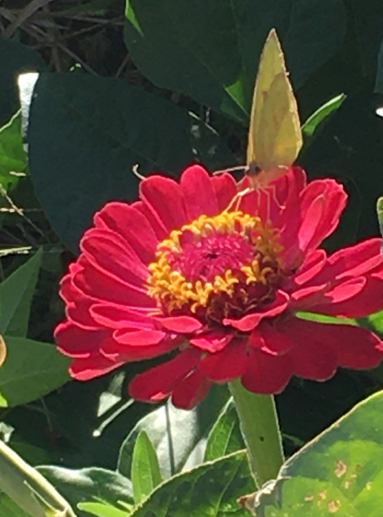 Zinnia flower hosting a native pollinator butterfly