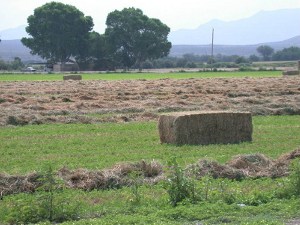 Image of alfalfa field 