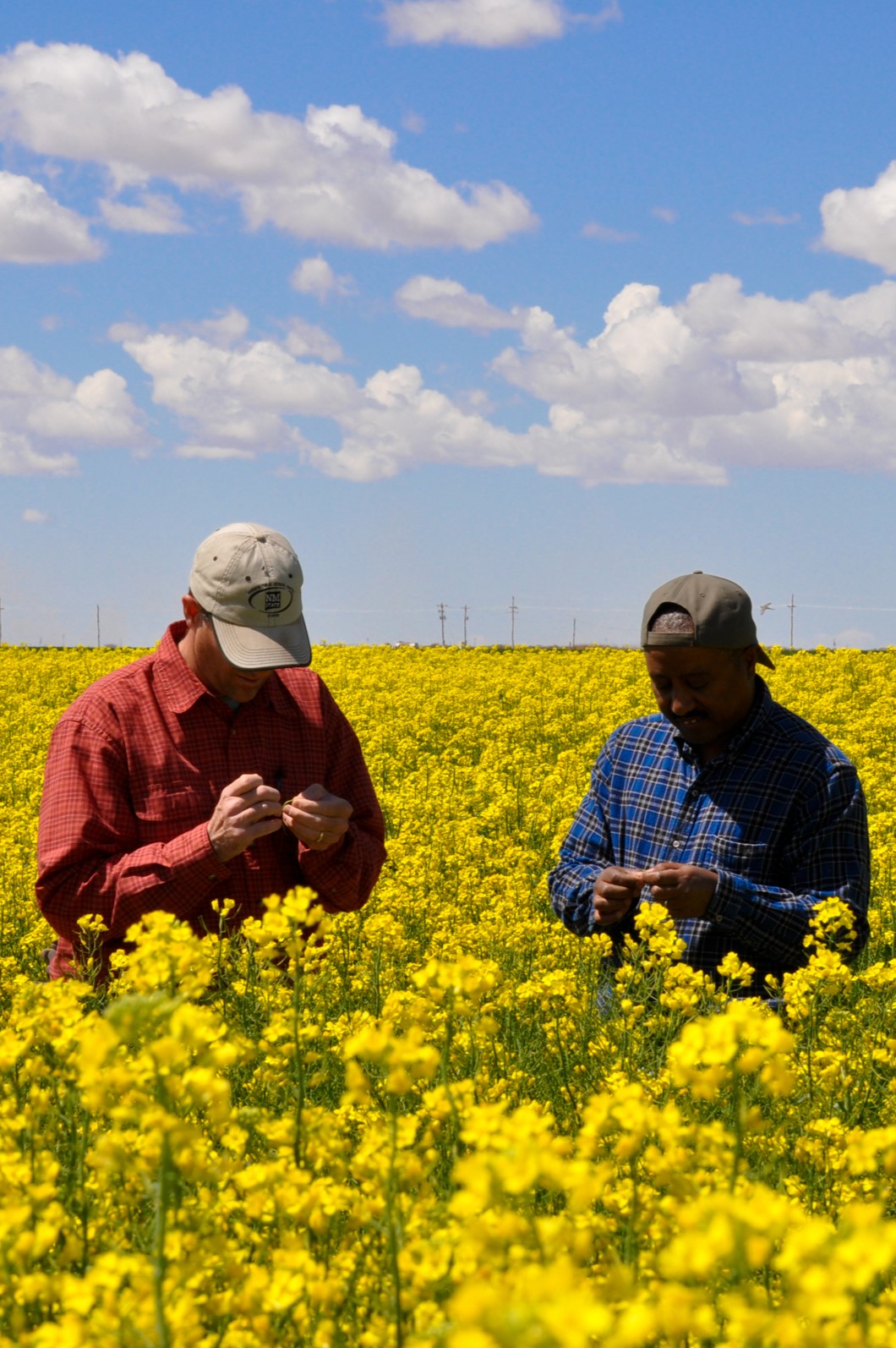Professors in a Canola Field