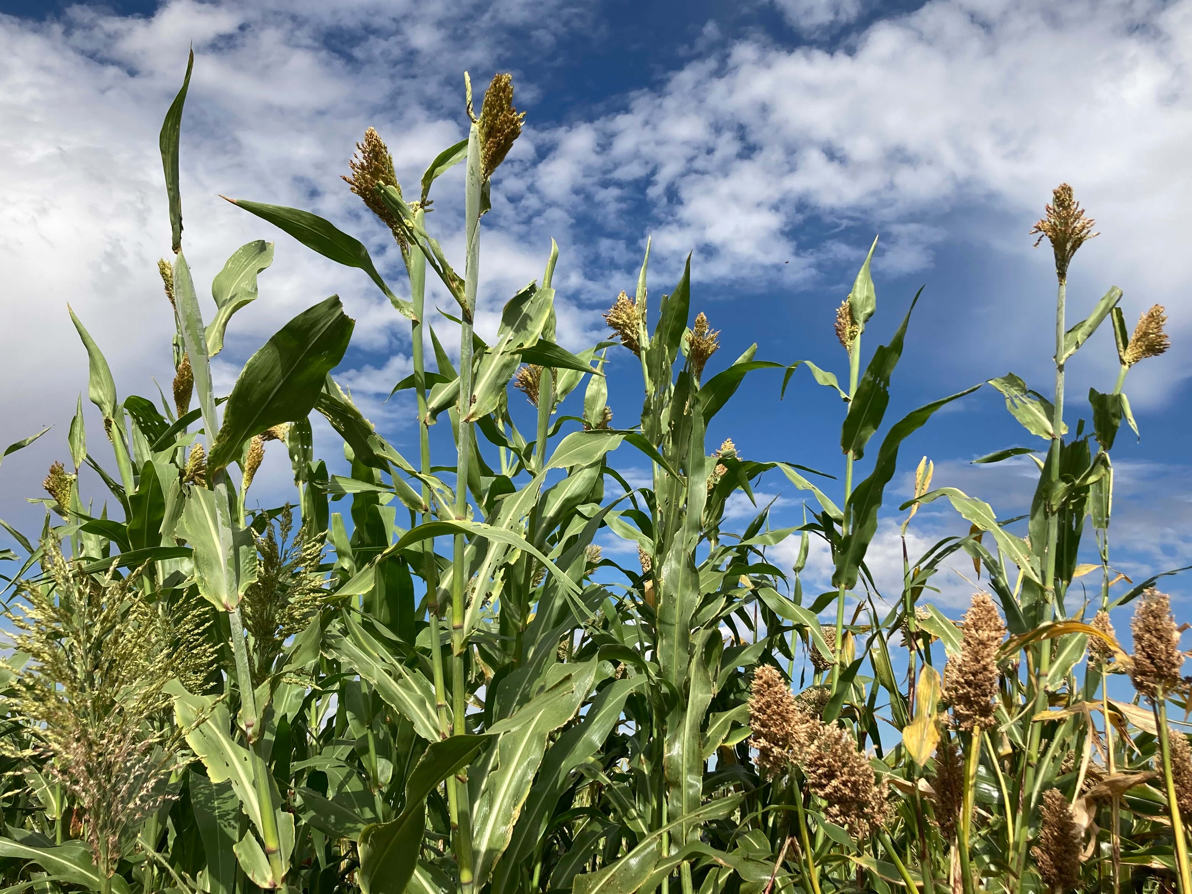 Diverse sorghum varieties from the USDA germplasm collection